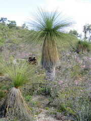 Xanthorrhoea acanthostachya