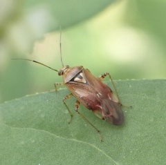 Lygus pratensis