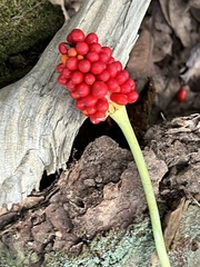 Arisaema dracontium