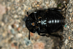 Silphidae