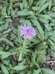 Scabiosa