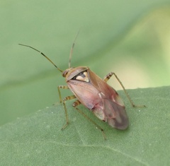 Lygus pratensis