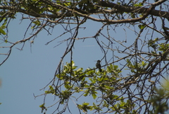 Cynanthus latirostris