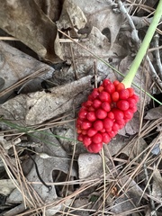 Arisaema dracontium