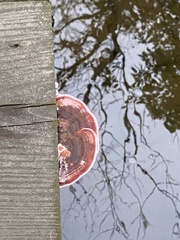 Rhodofomes cajanderi