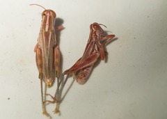 Hesperotettix viridis