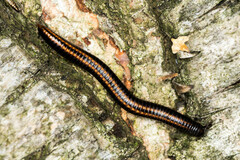 Ommatoiulus sabulosus