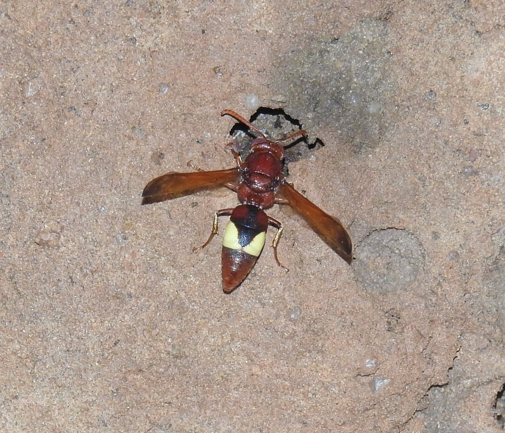 Rhynchium oculatum