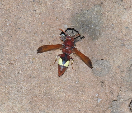 Rhynchium oculatum