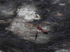 Delta dimidiatipenne