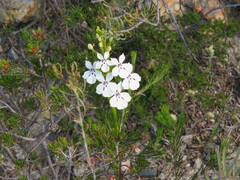 Isotoma hypocrateriformis