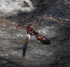Delta dimidiatipenne