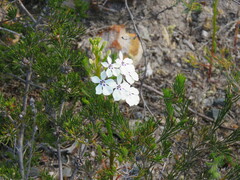 Isotoma hypocrateriformis