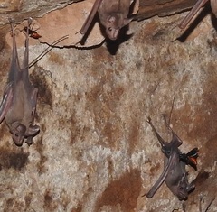 Anterhynchium abdominale