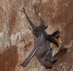 Anterhynchium abdominale