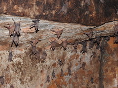 Anterhynchium abdominale