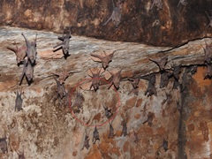 Anterhynchium abdominale