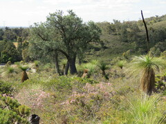 Xanthorrhoea acanthostachya