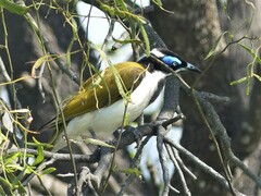Entomyzon cyanotis