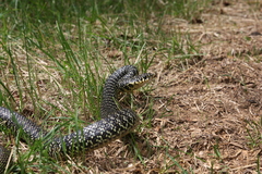 Hierophis viridiflavus