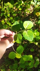 Lonicera caprifolium