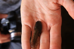 Anura