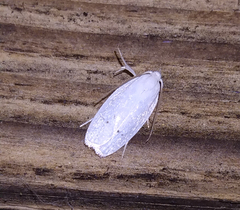 Antaeotricha albulella