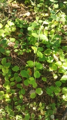 Lonicera caprifolium