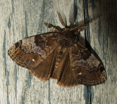 Orgyia leucostigma