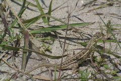 Sceloporus bicanthalis