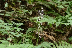 Calanthe puberula reflexa