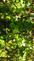 Lonicera caprifolium