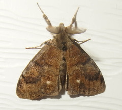 Orgyia leucostigma
