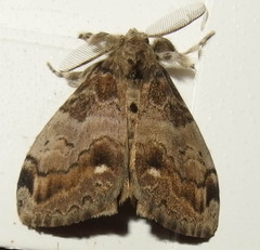 Orgyia leucostigma