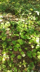 Lonicera caprifolium