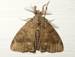 Orgyia leucostigma