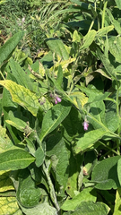 Symphytum officinale