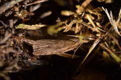 Planotortrix notophaea