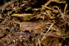 Planotortrix notophaea