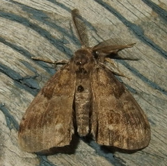 Orgyia leucostigma