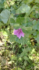 Malva sylvestris