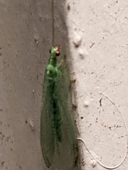 Chrysoperla rufilabris