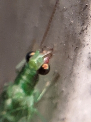 Chrysoperla rufilabris