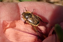 Scarabaeidae