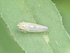 Macrosteles