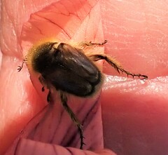 Scarabaeidae