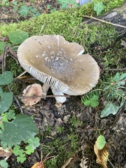 Amanita ceciliae