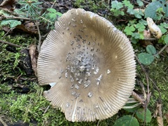 Amanita ceciliae