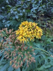 Jacobaea cannabifolia