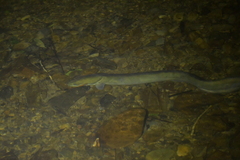 Anguilla dieffenbachii